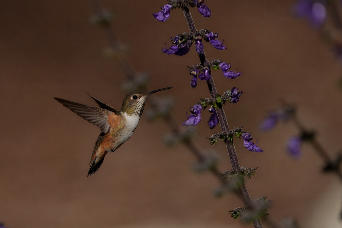 Allen's Hummingbird - ML645909581