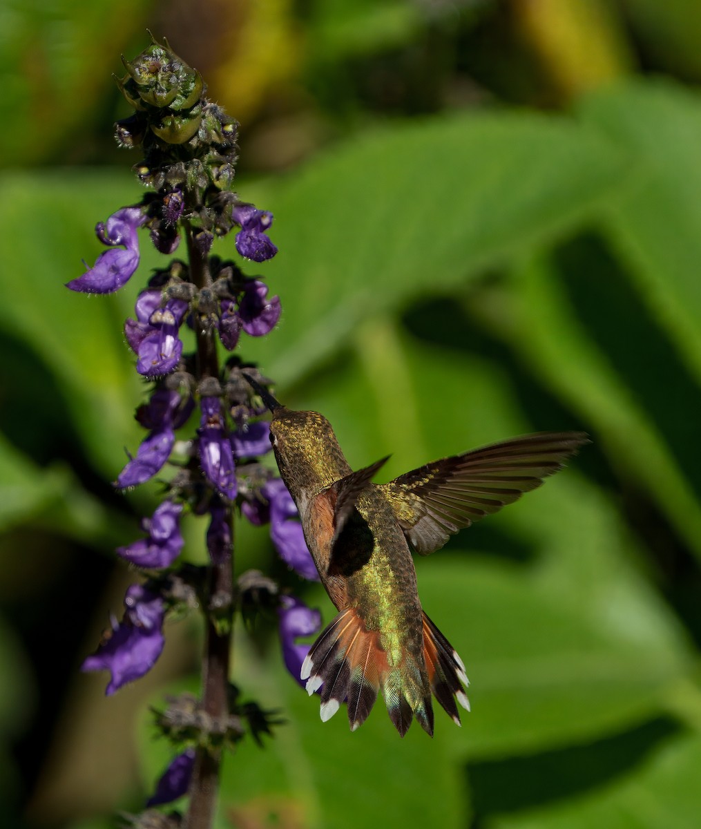 Allen's Hummingbird - ML645909582