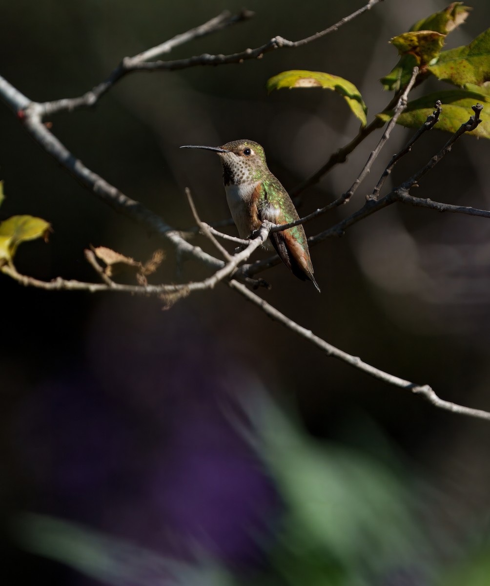 Allen's Hummingbird - ML645909583