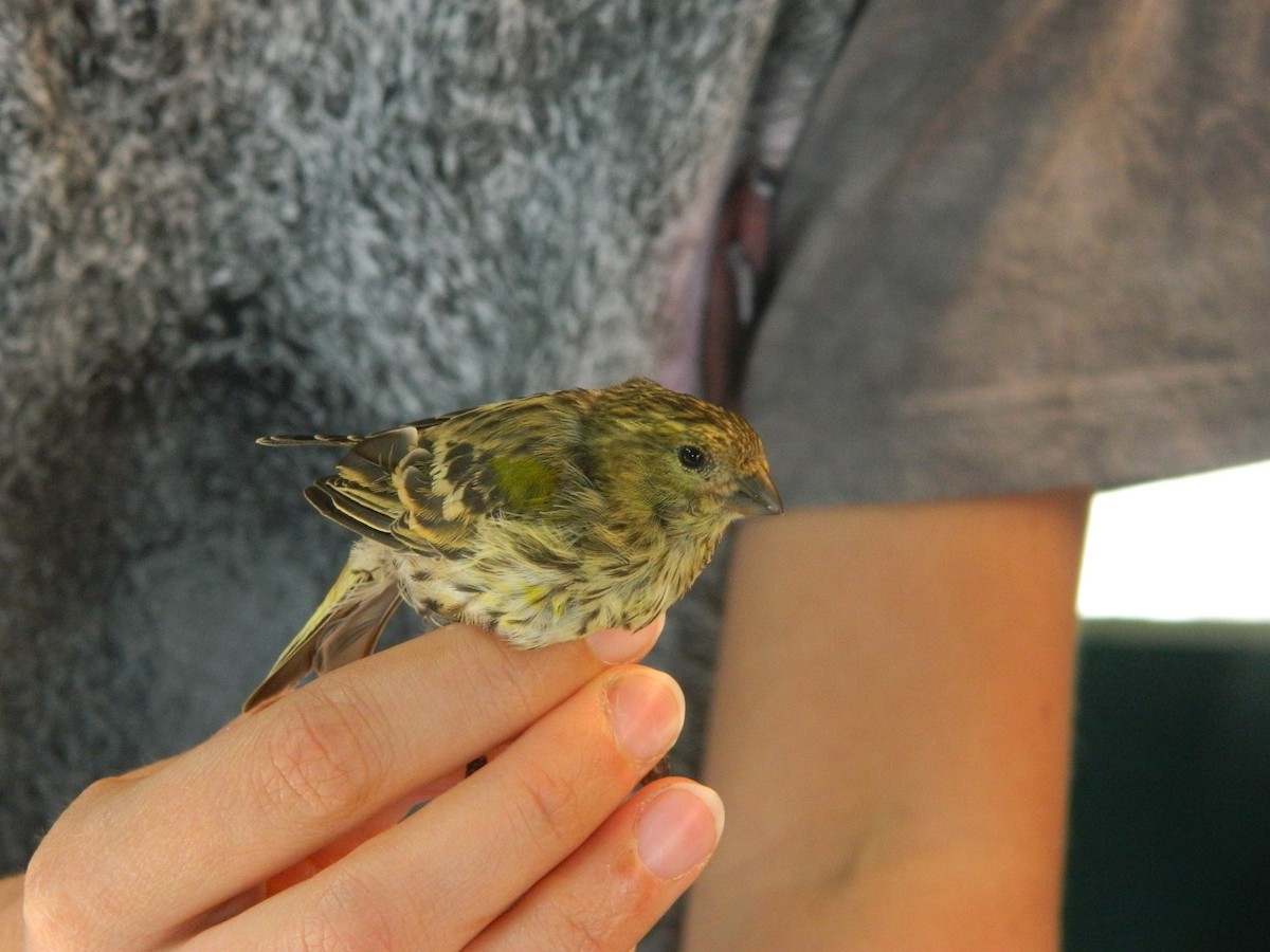 Girlitz - ML645909586