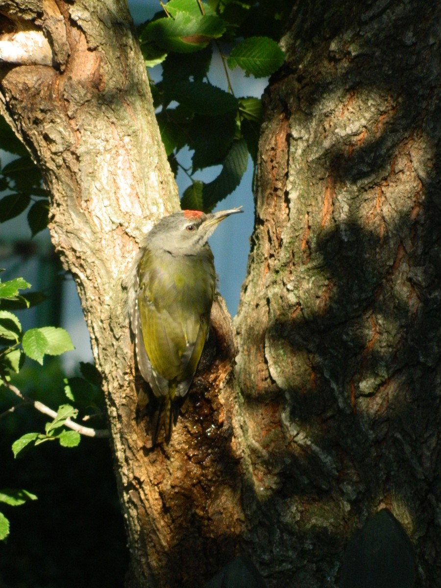 Жовна сива - ML645909595