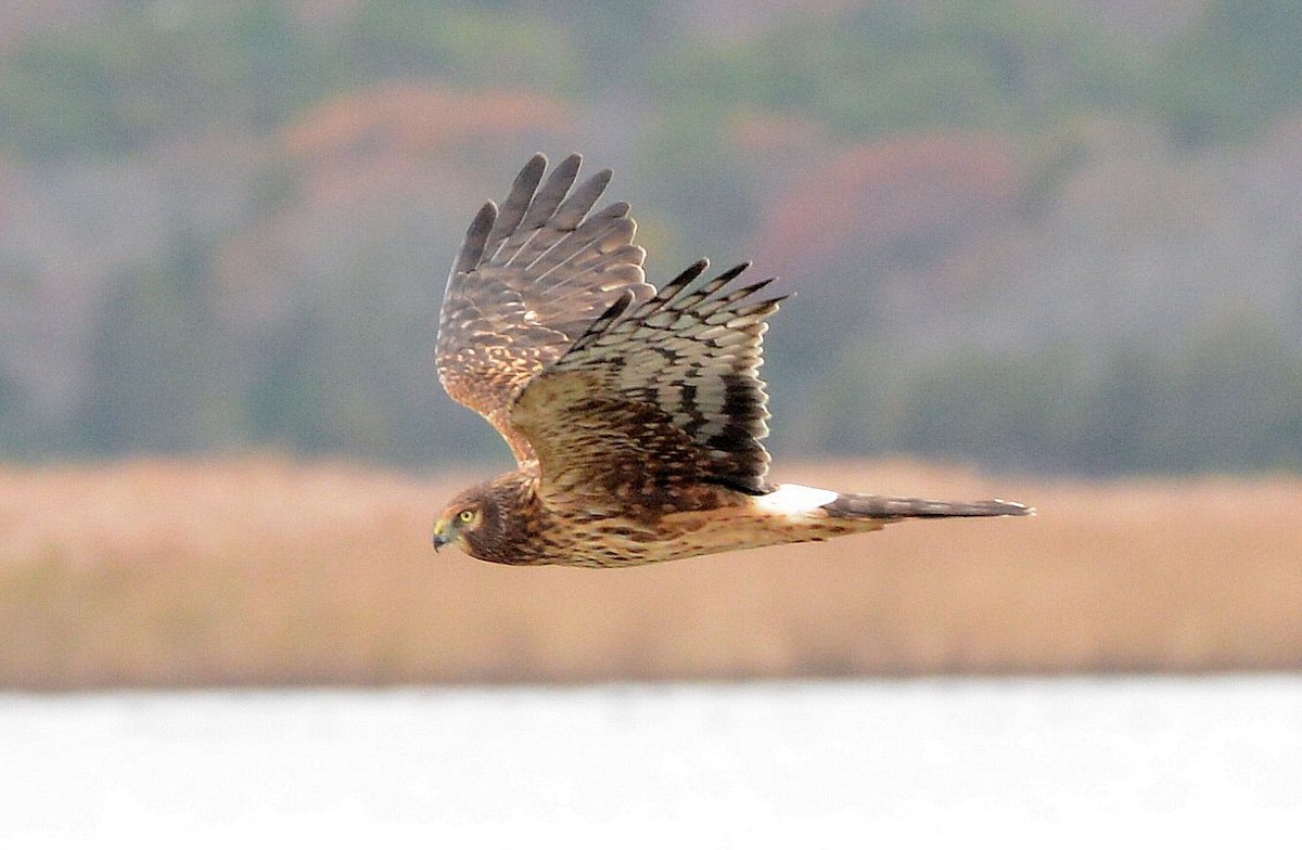 Northern Harrier - ML645909601