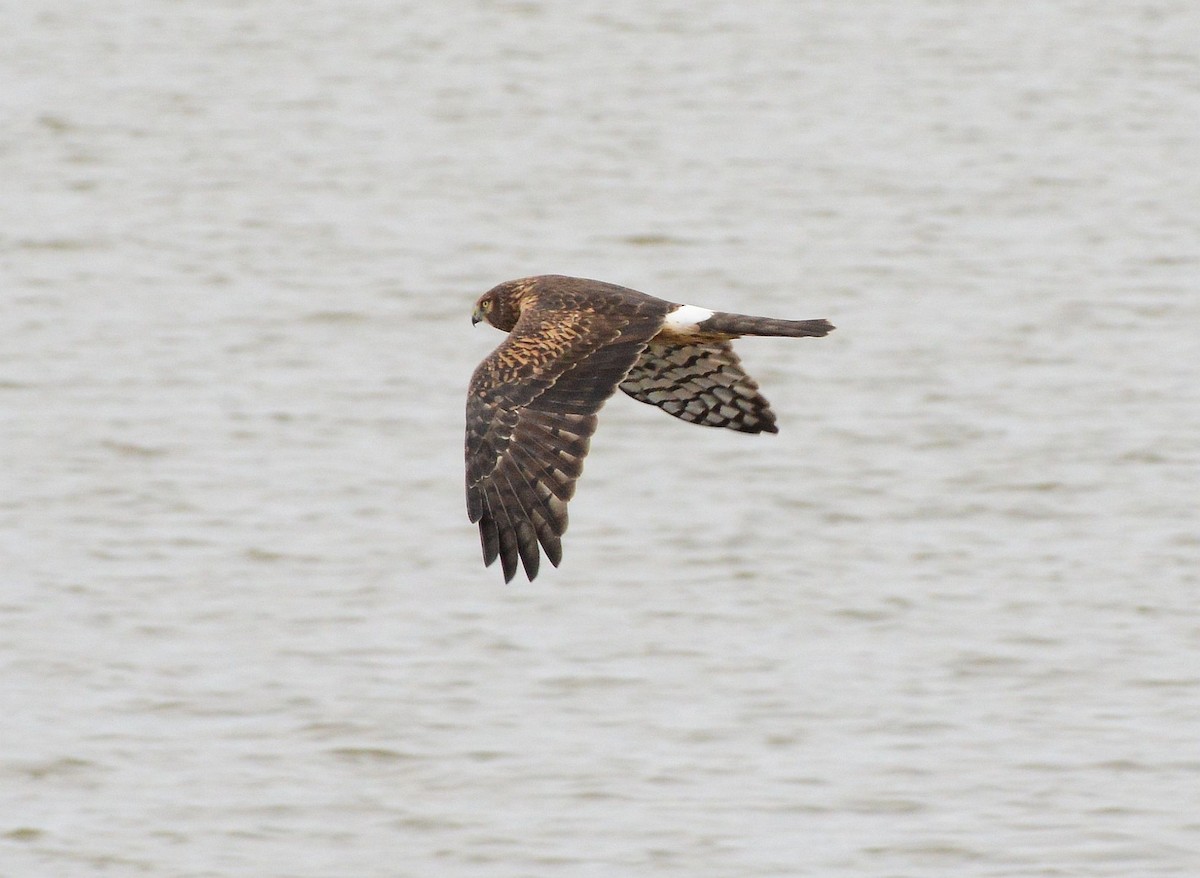 Northern Harrier - ML645909602