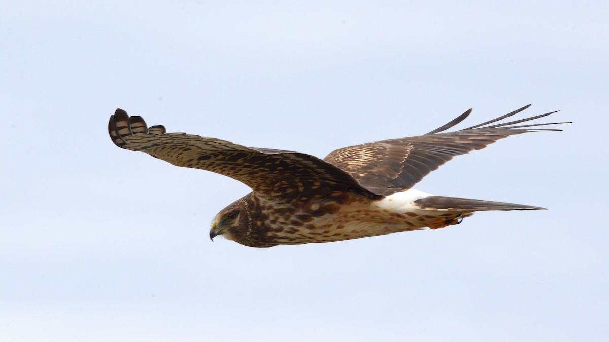 Northern Harrier - ML645909605