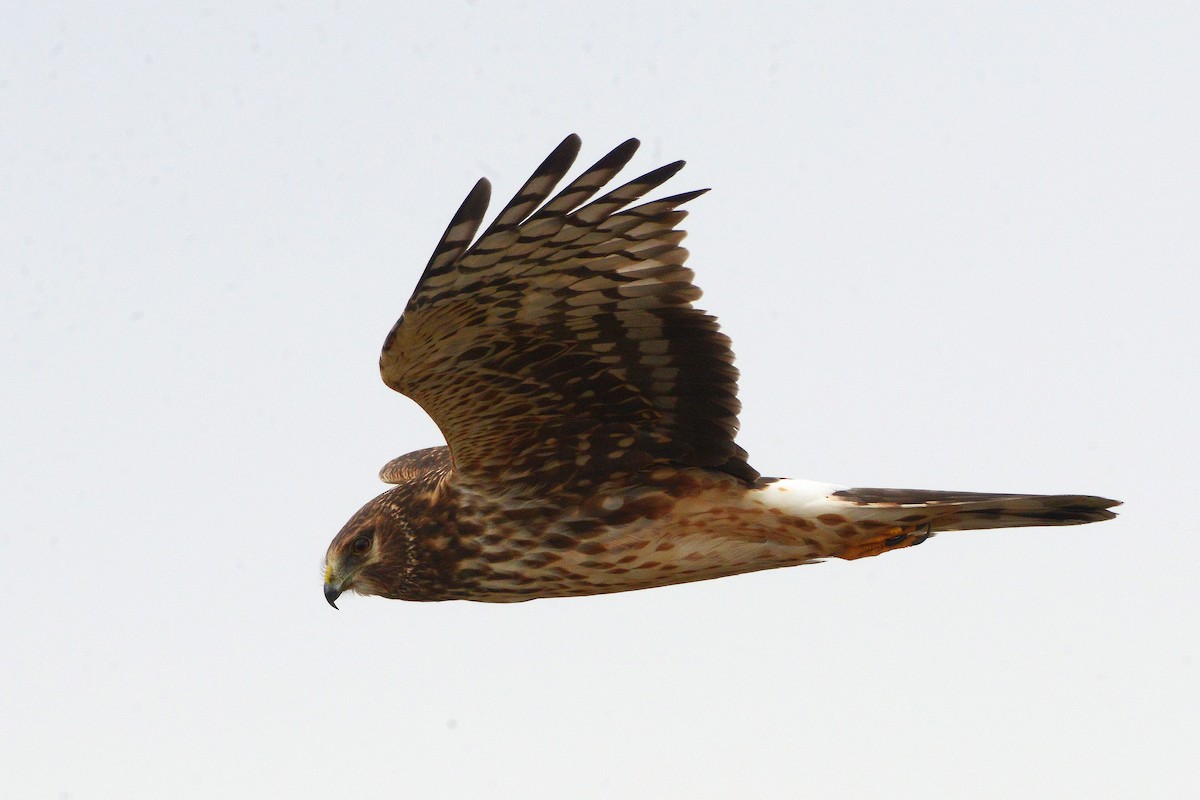 Northern Harrier - ML645909606