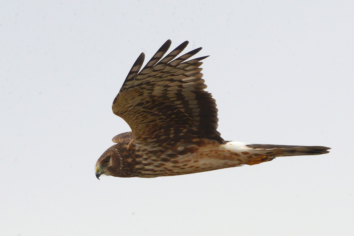 Northern Harrier - ML645909607