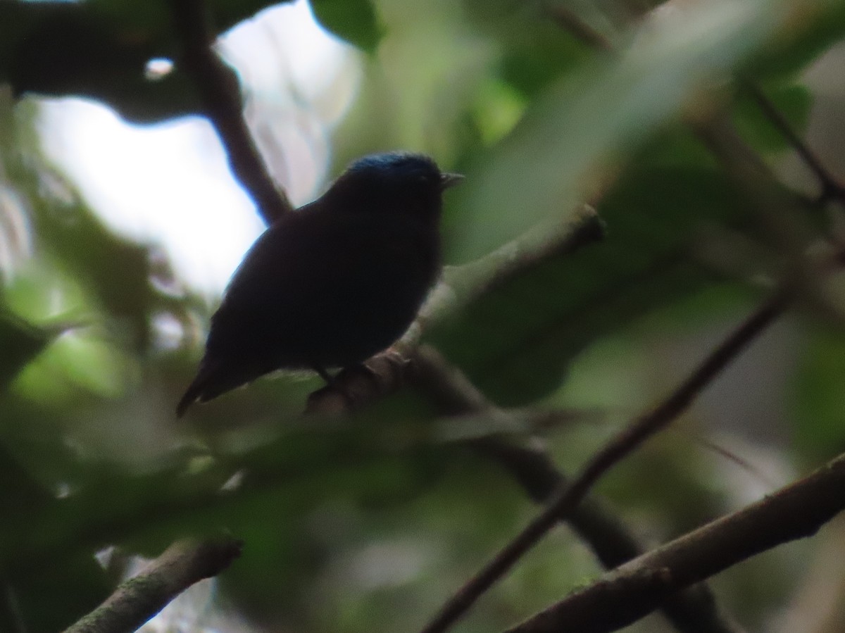 Салтарин синьоголовий - ML645909612