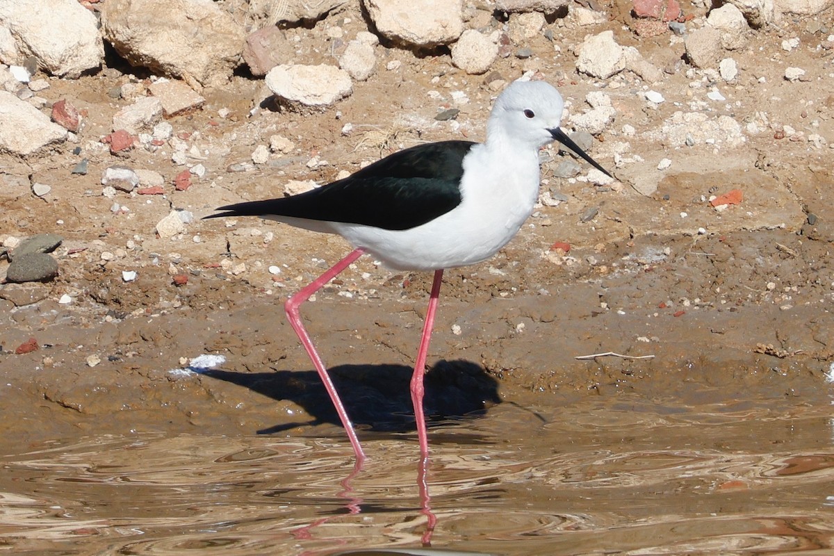 Zankaluze eurasiarra - ML645909613