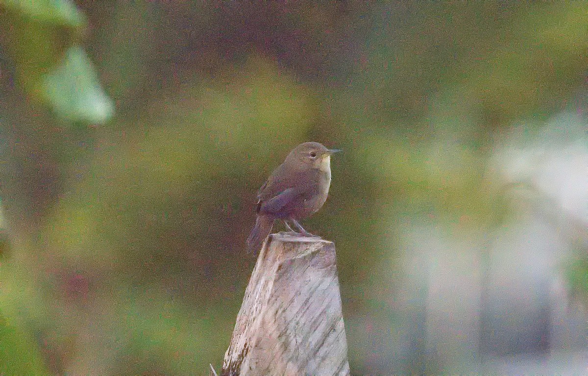 Southern House Wren - ML645909626