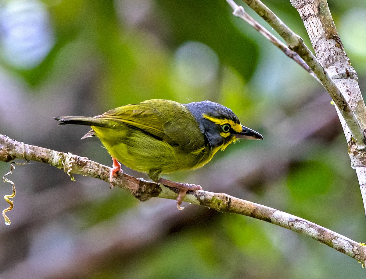 Віреон сіроголовий - ML645909631