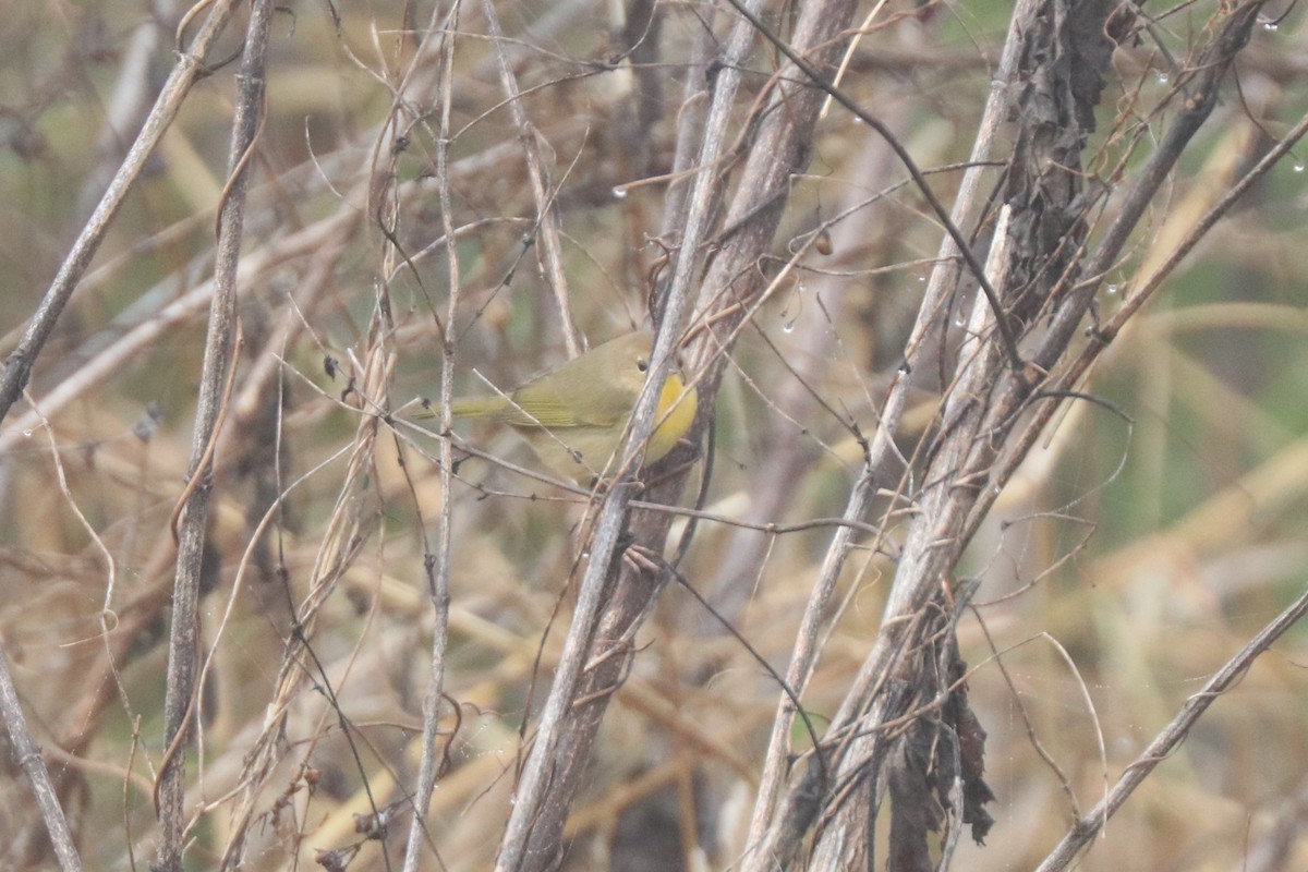 Common Yellowthroat - ML645909633
