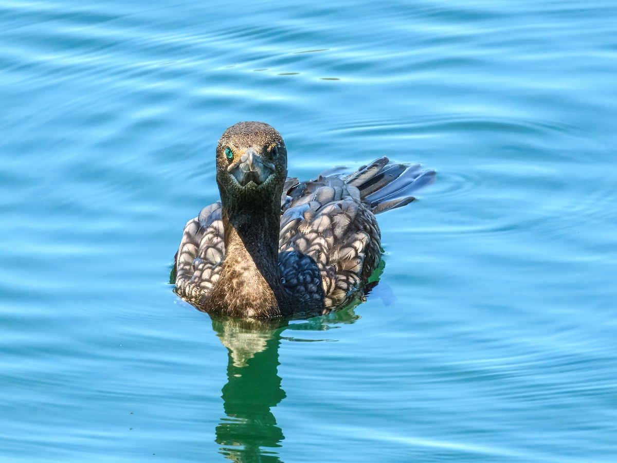Little Black Cormorant - ML645909634