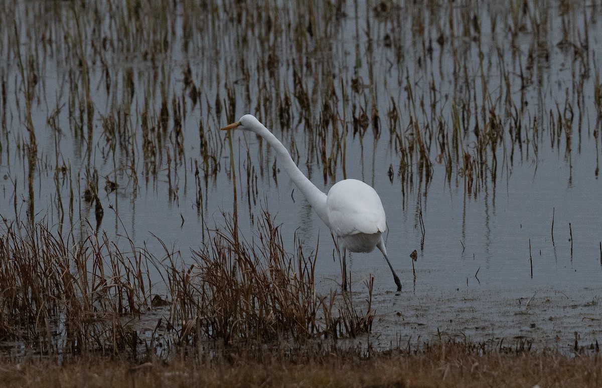 לבנית גדולה - ML645909636