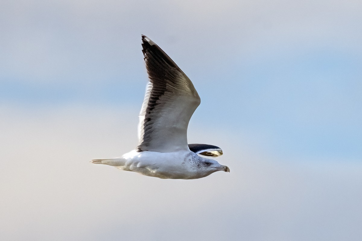 Büyük Kara Sırtlı Martı - ML645909639