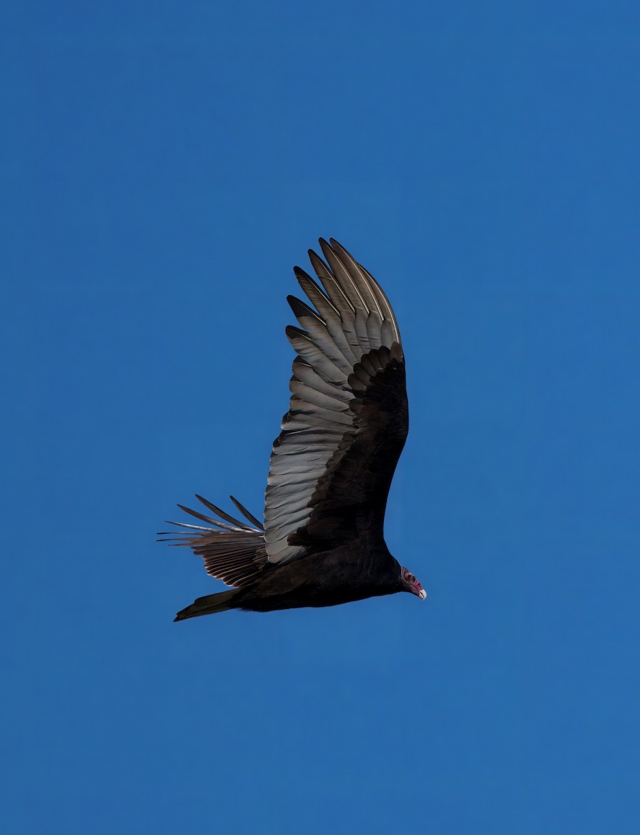 Turkey Vulture - ML645909642