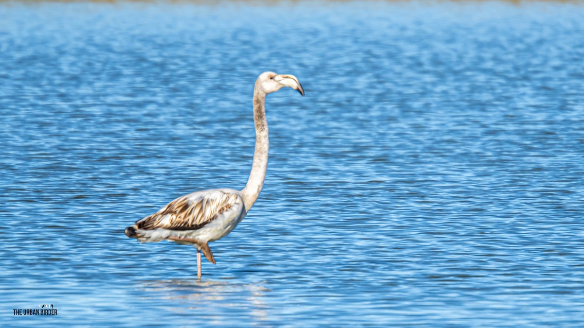 plameňák růžový - ML645909647