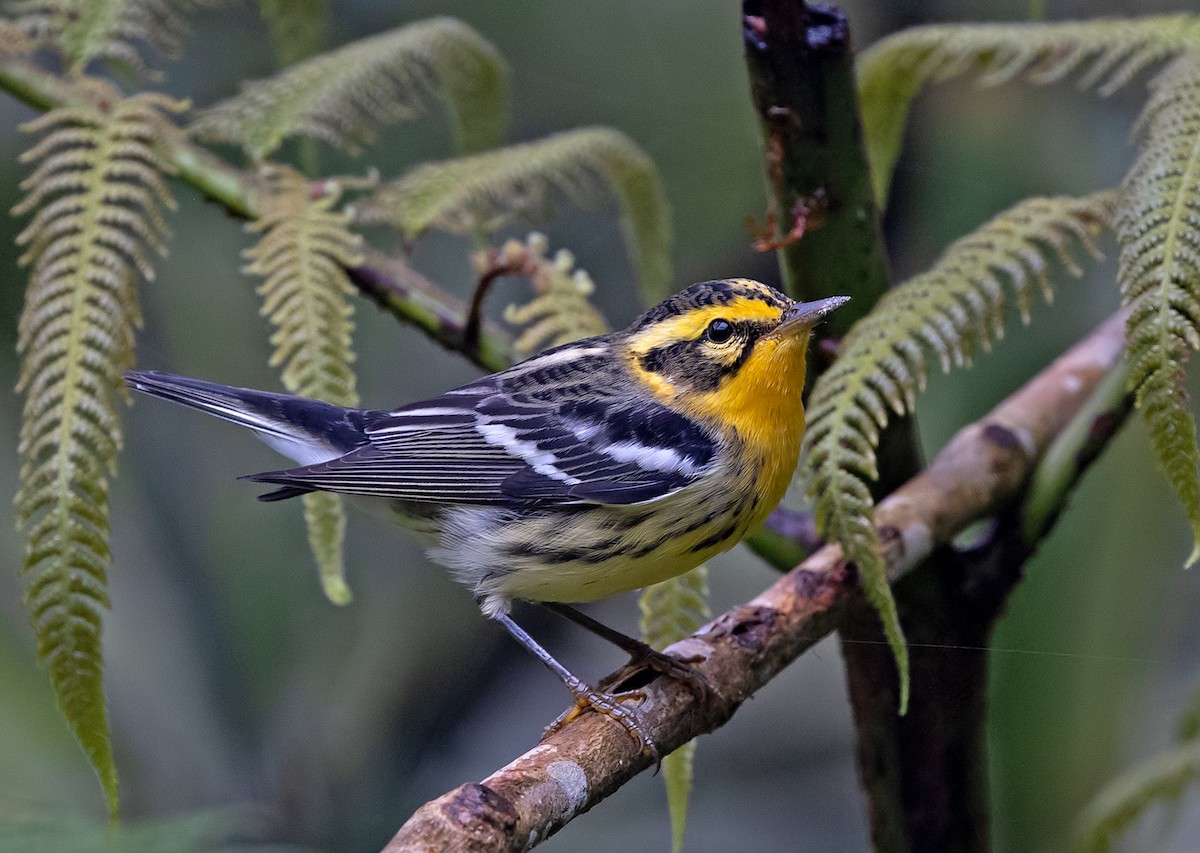 Reinita Gorjinaranja - ML645909648