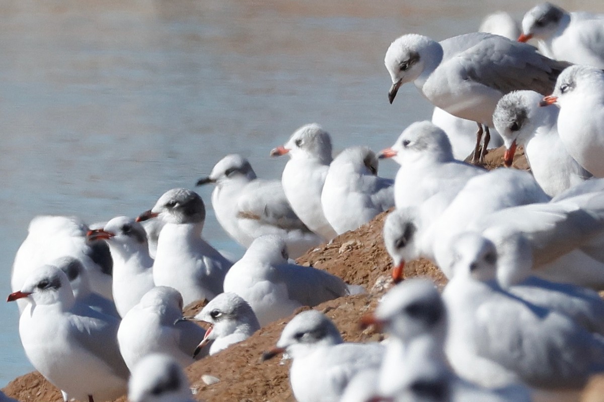 Mediterranean Gull - ML645909650