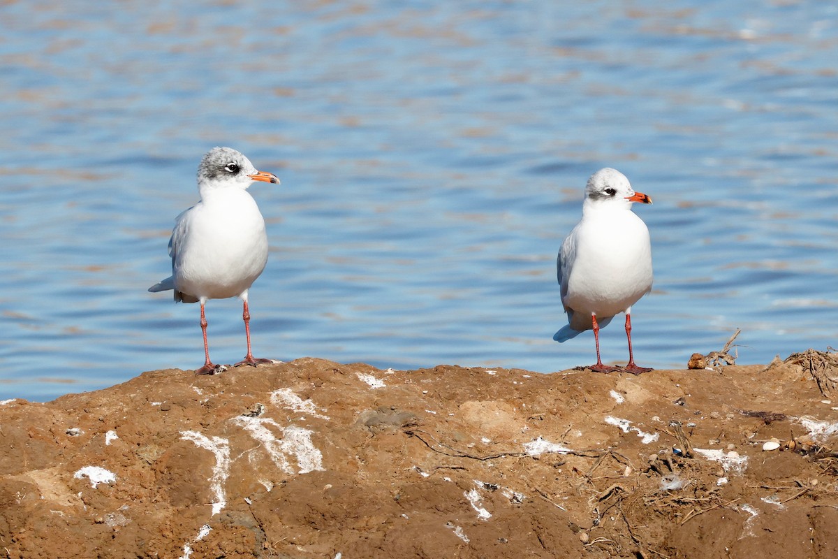 Mediterranean Gull - ML645909651