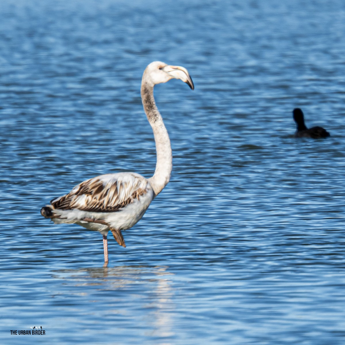 plameňák růžový - ML645909655