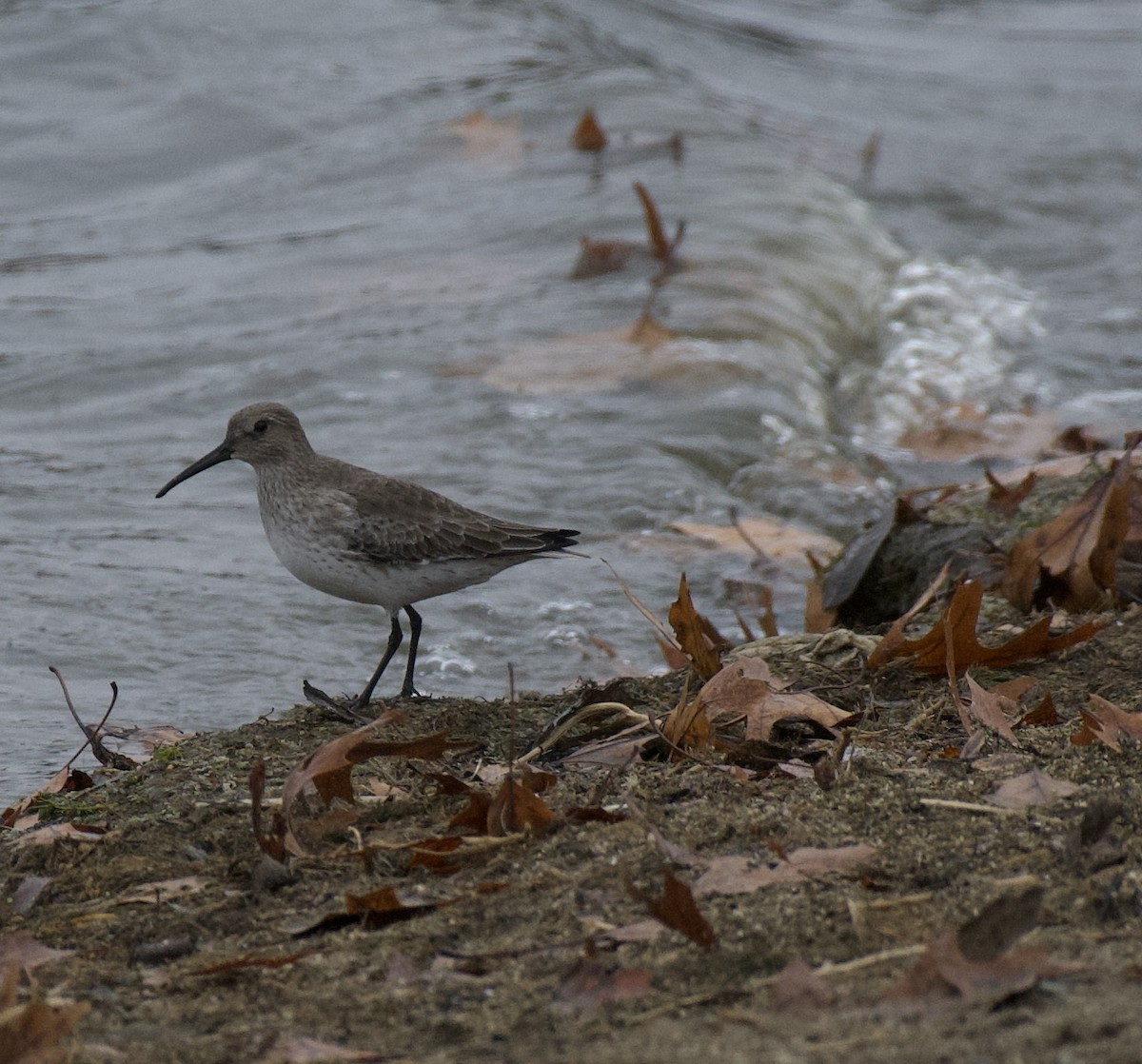 Dunlin - ML645909667