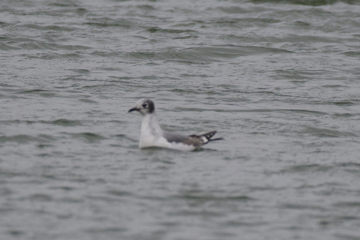 Franklin's Gull - ML645909670