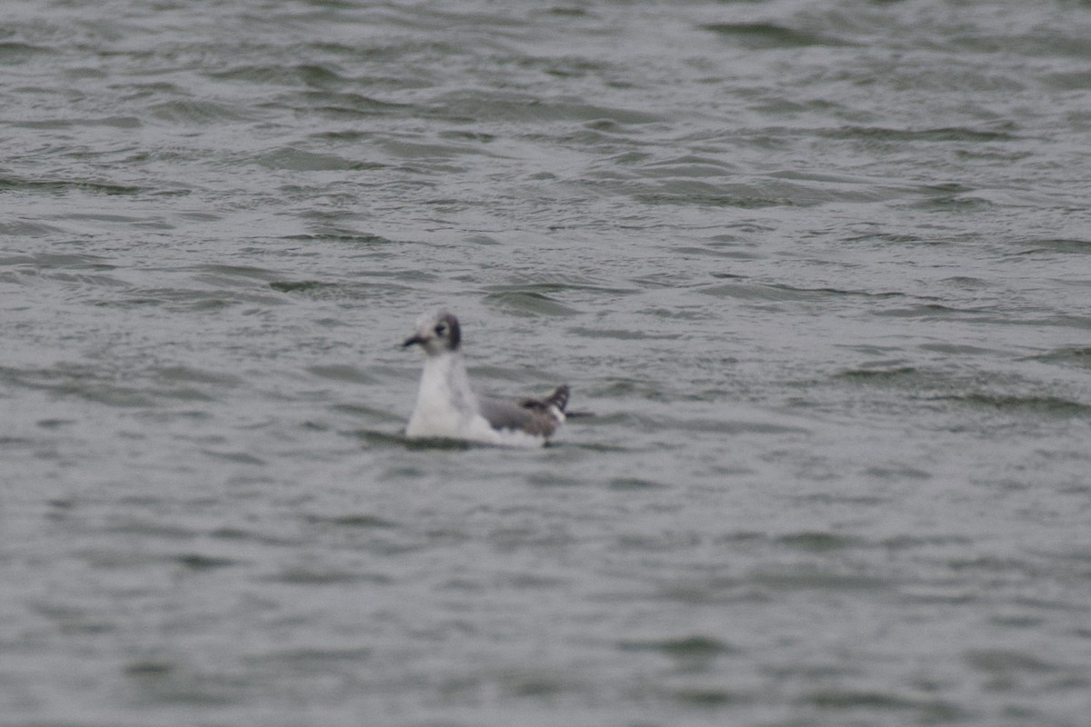 Franklin's Gull - ML645909671