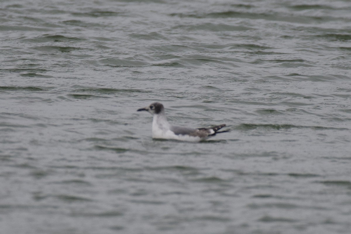 Franklin's Gull - ML645909672