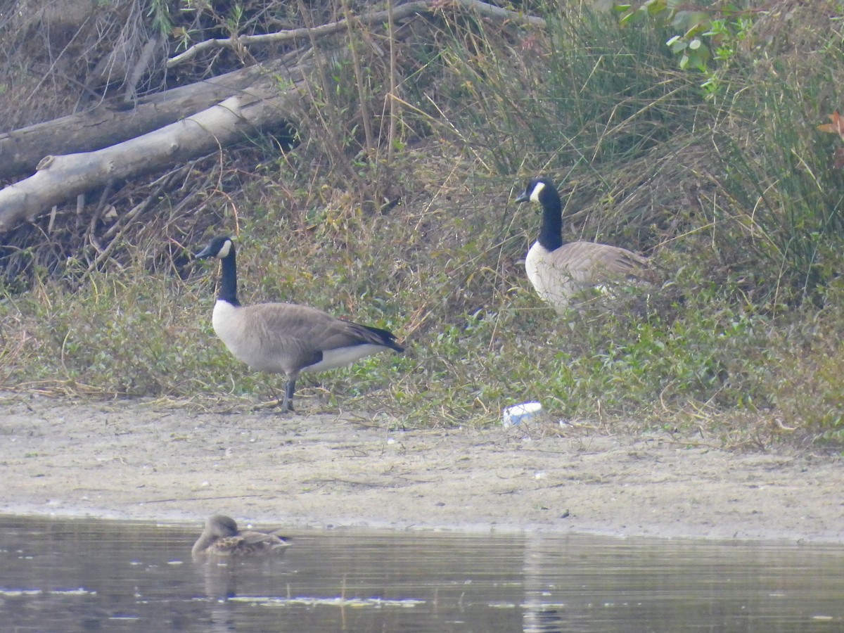 ברנטה קנדית - ML645909679
