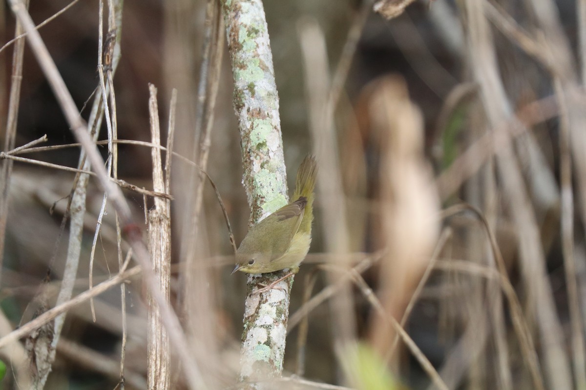 Common Yellowthroat - ML645909680