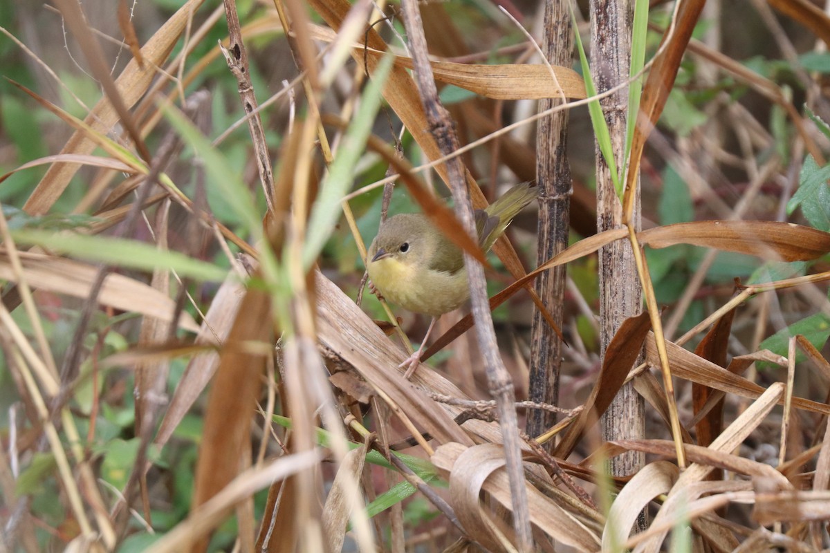 Common Yellowthroat - ML645909685