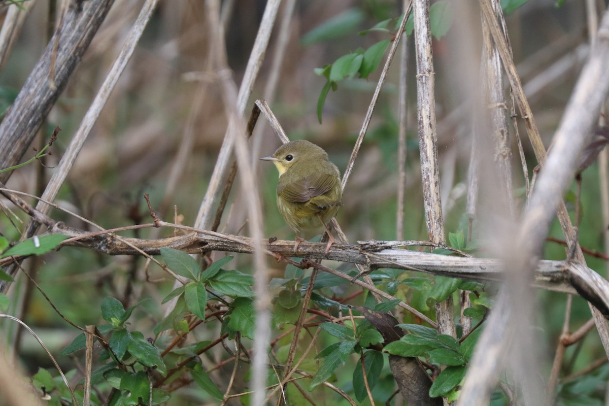 Common Yellowthroat - ML645909692