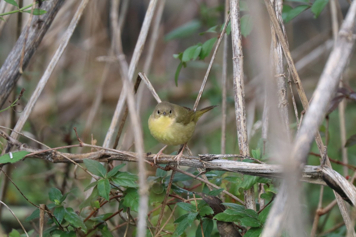 Common Yellowthroat - ML645909697