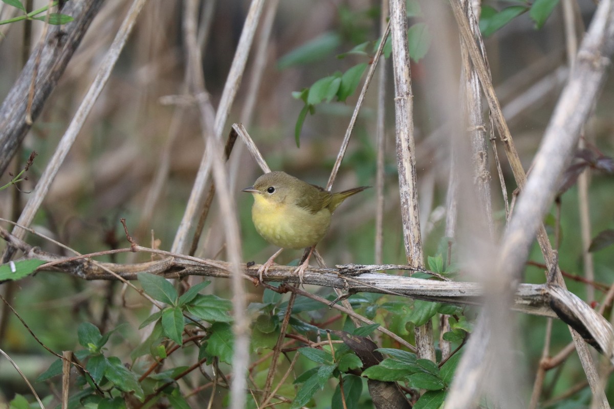 Common Yellowthroat - ML645909718