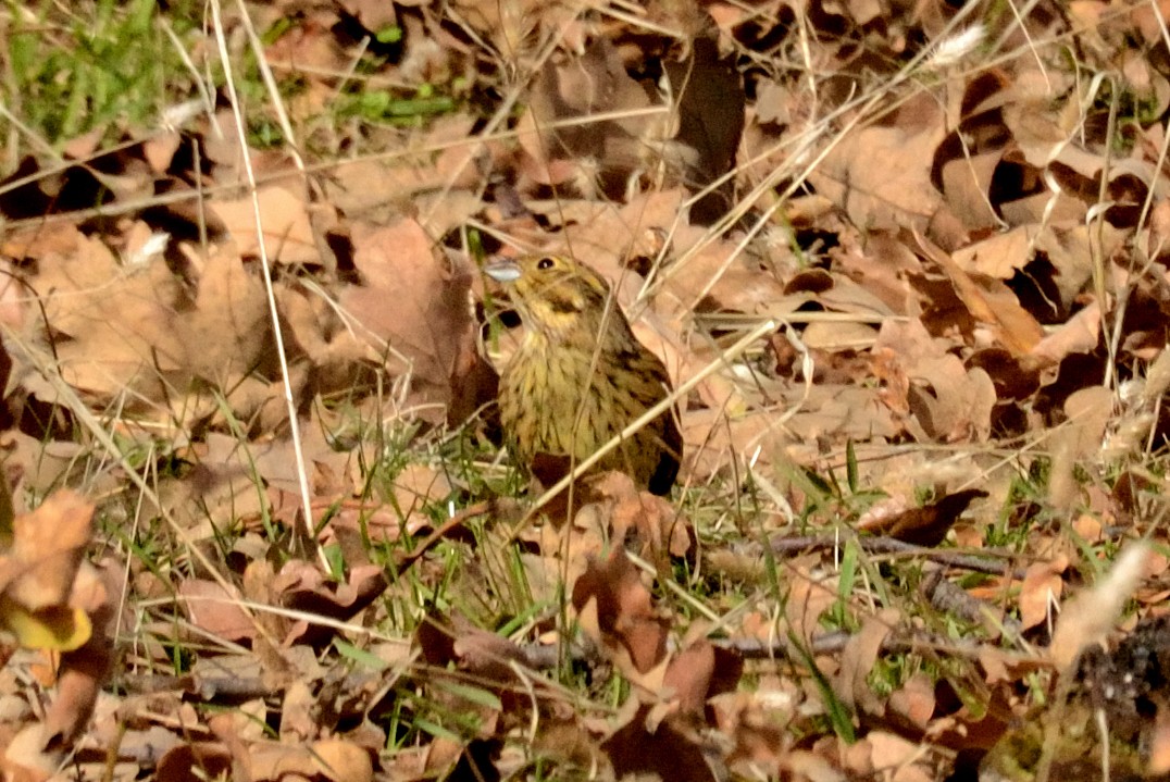 Cirl Bunting - ML645909721