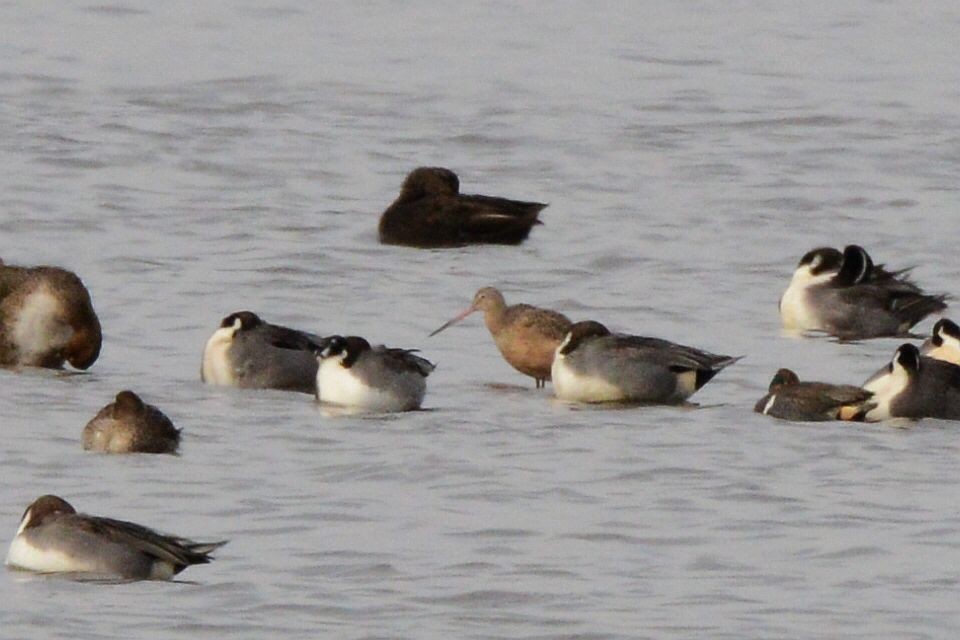 Marbled Godwit - ML645909722