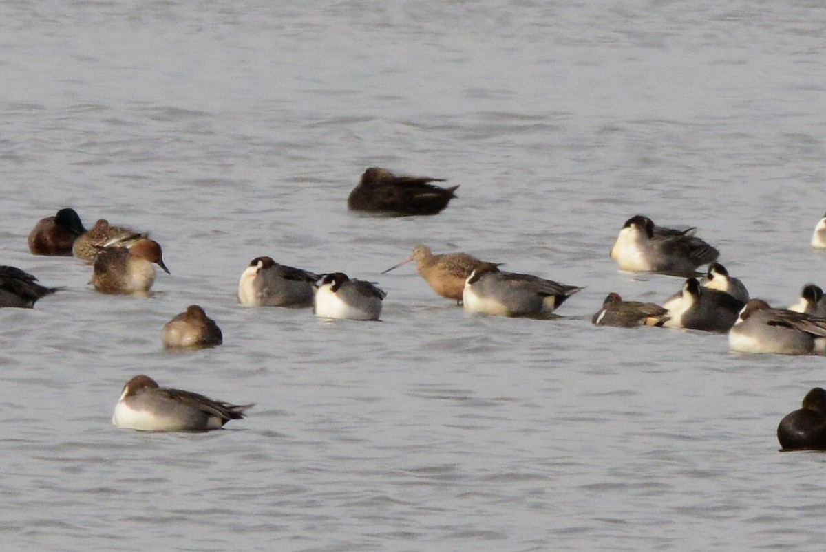 Marbled Godwit - ML645909723