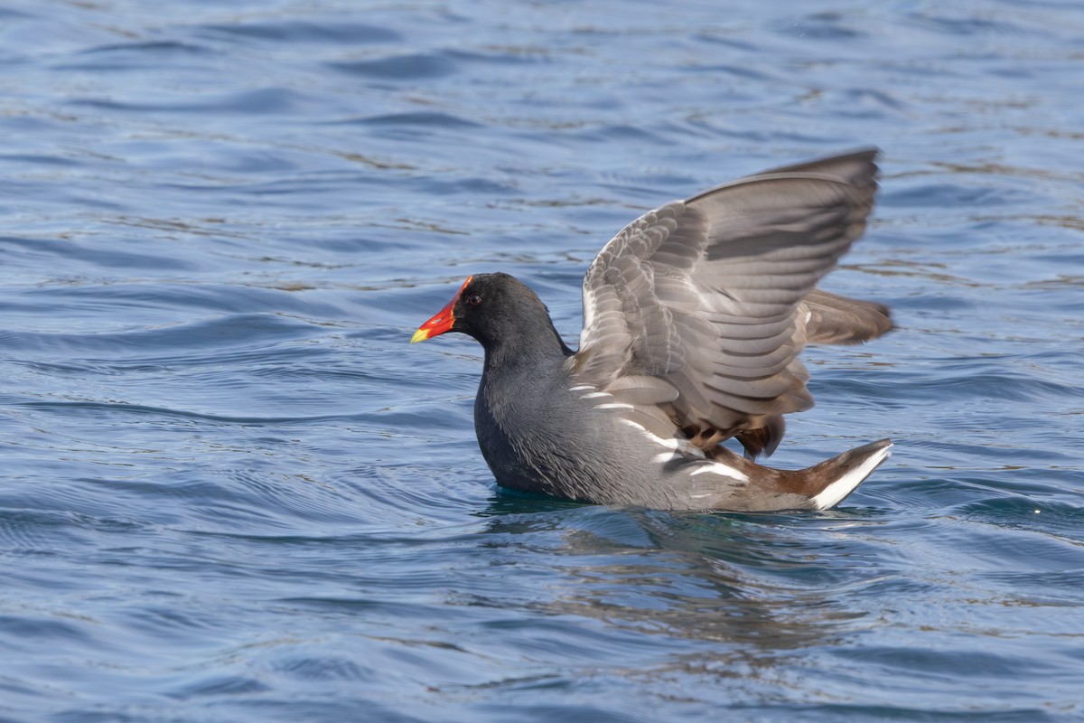 Курочка латиноамериканська - ML645909737