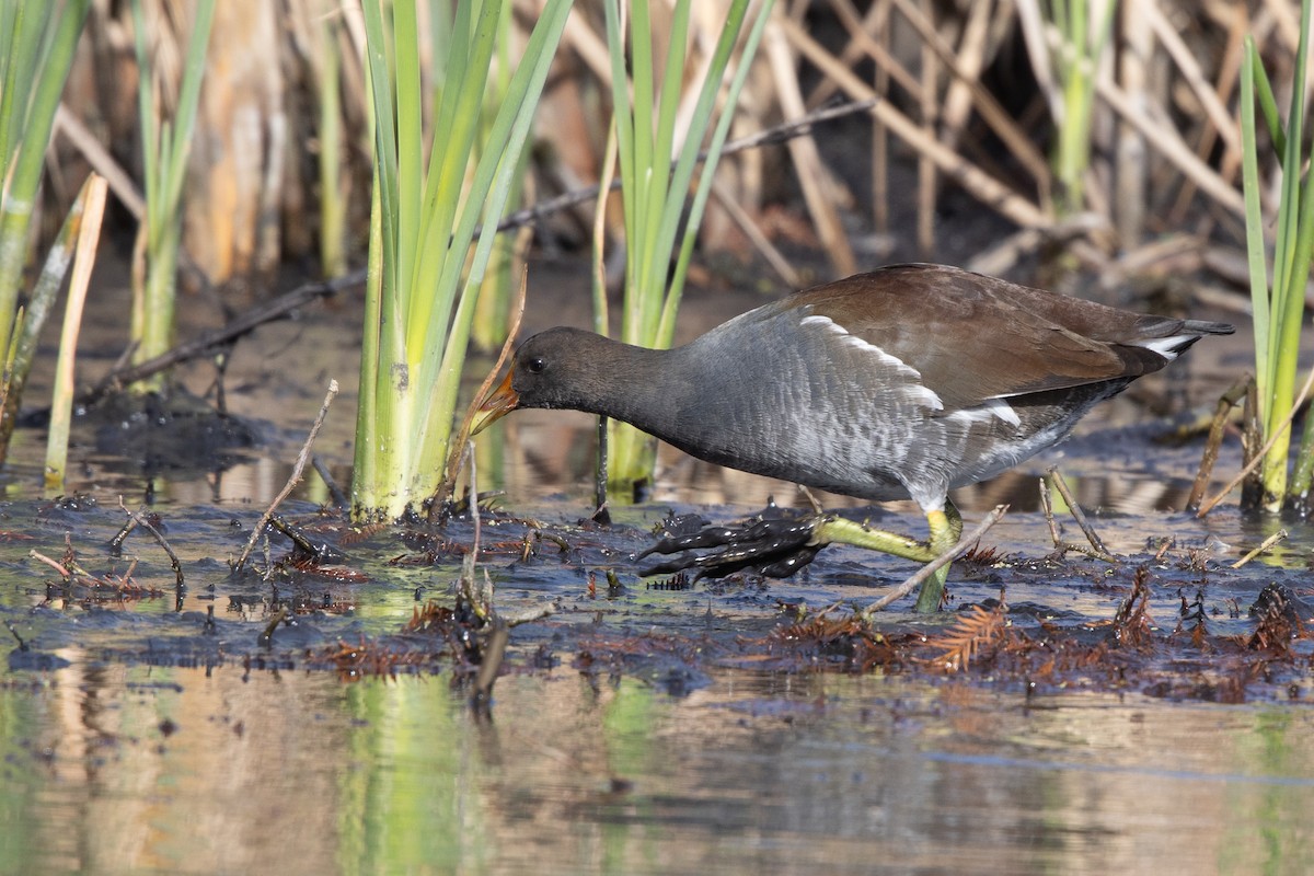 Курочка латиноамериканська - ML645909738