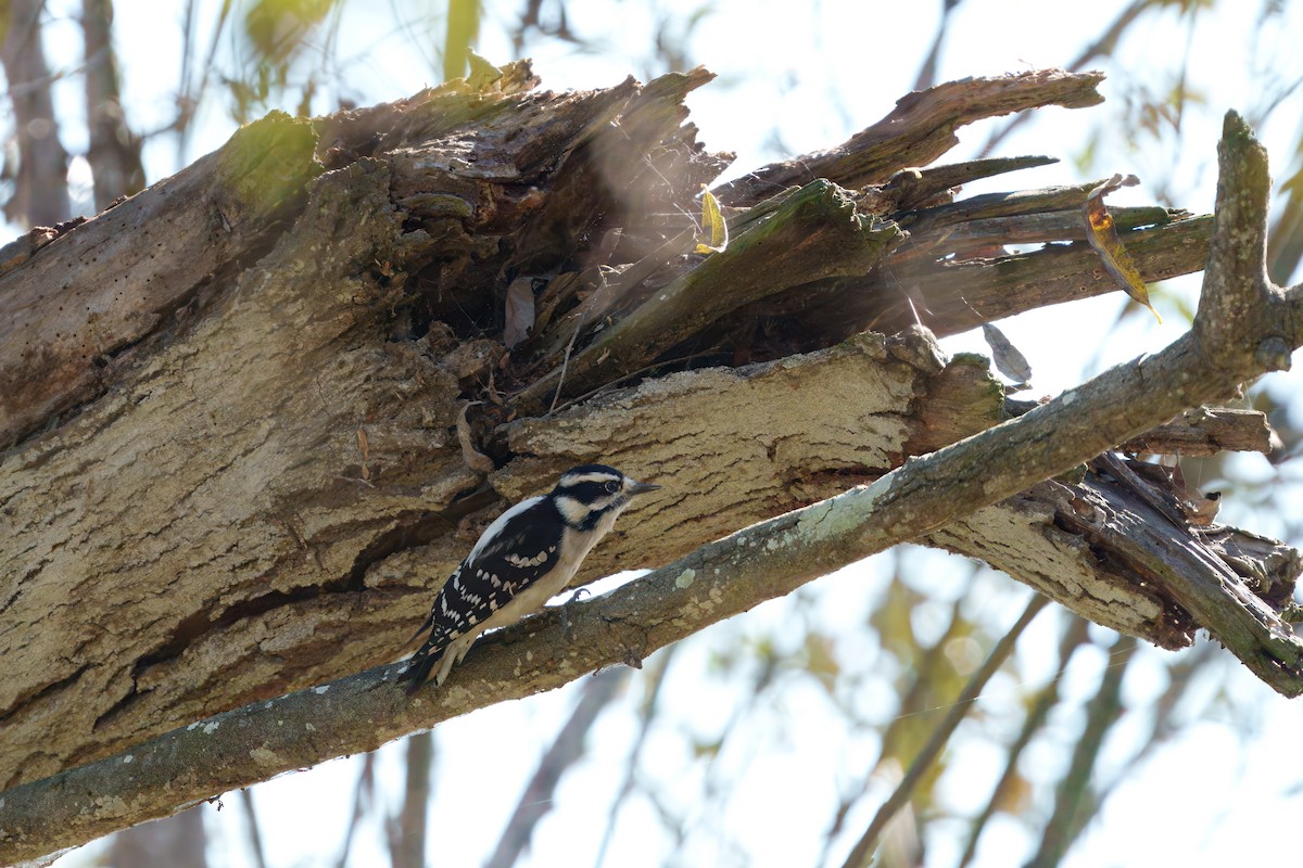 Downy Woodpecker - ML645909739