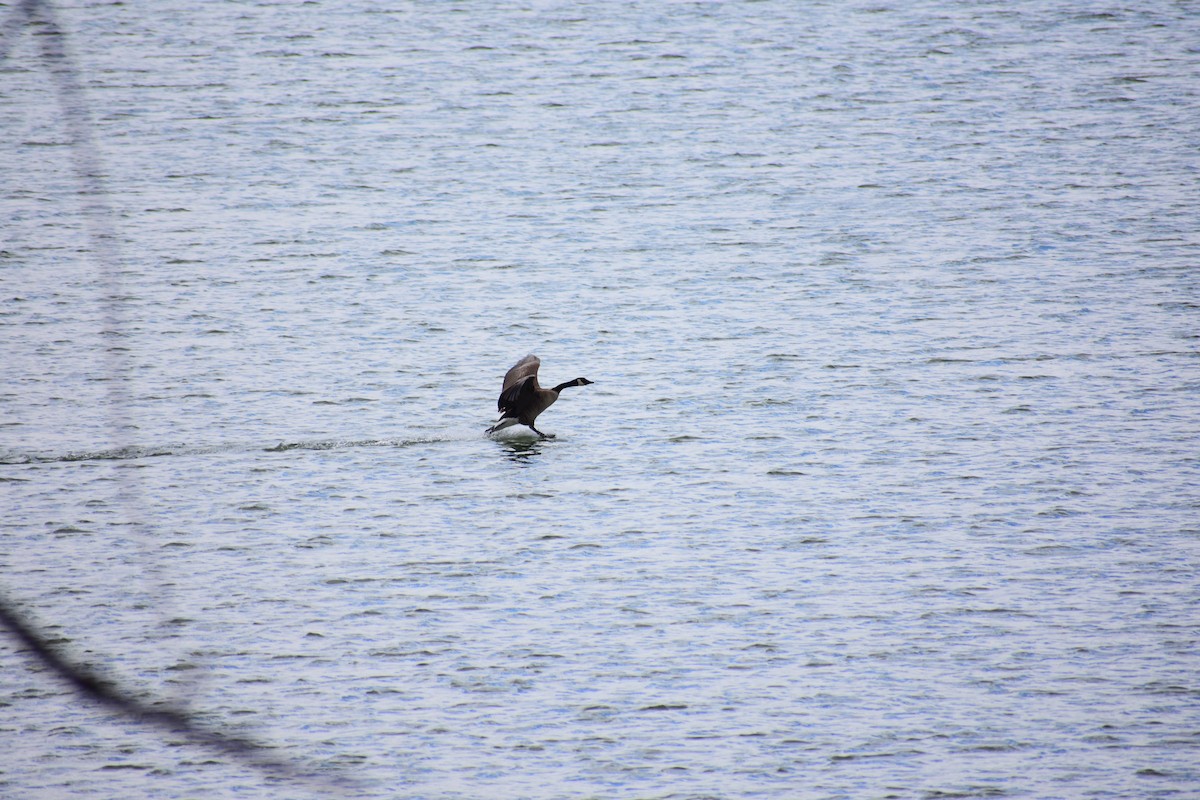 Canada Goose (moffitti/maxima) - ML645909740