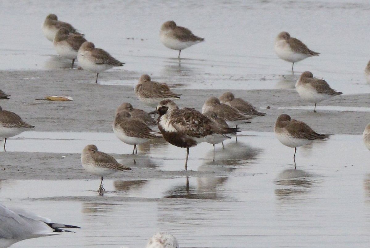 Black-bellied Plover - ML645909745