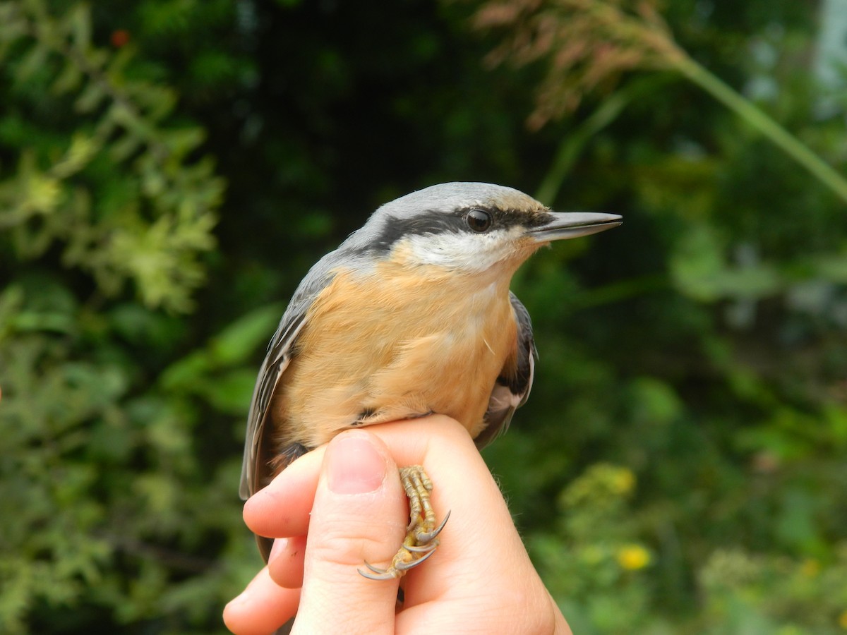 Garrapo eurasiarra - ML645909746