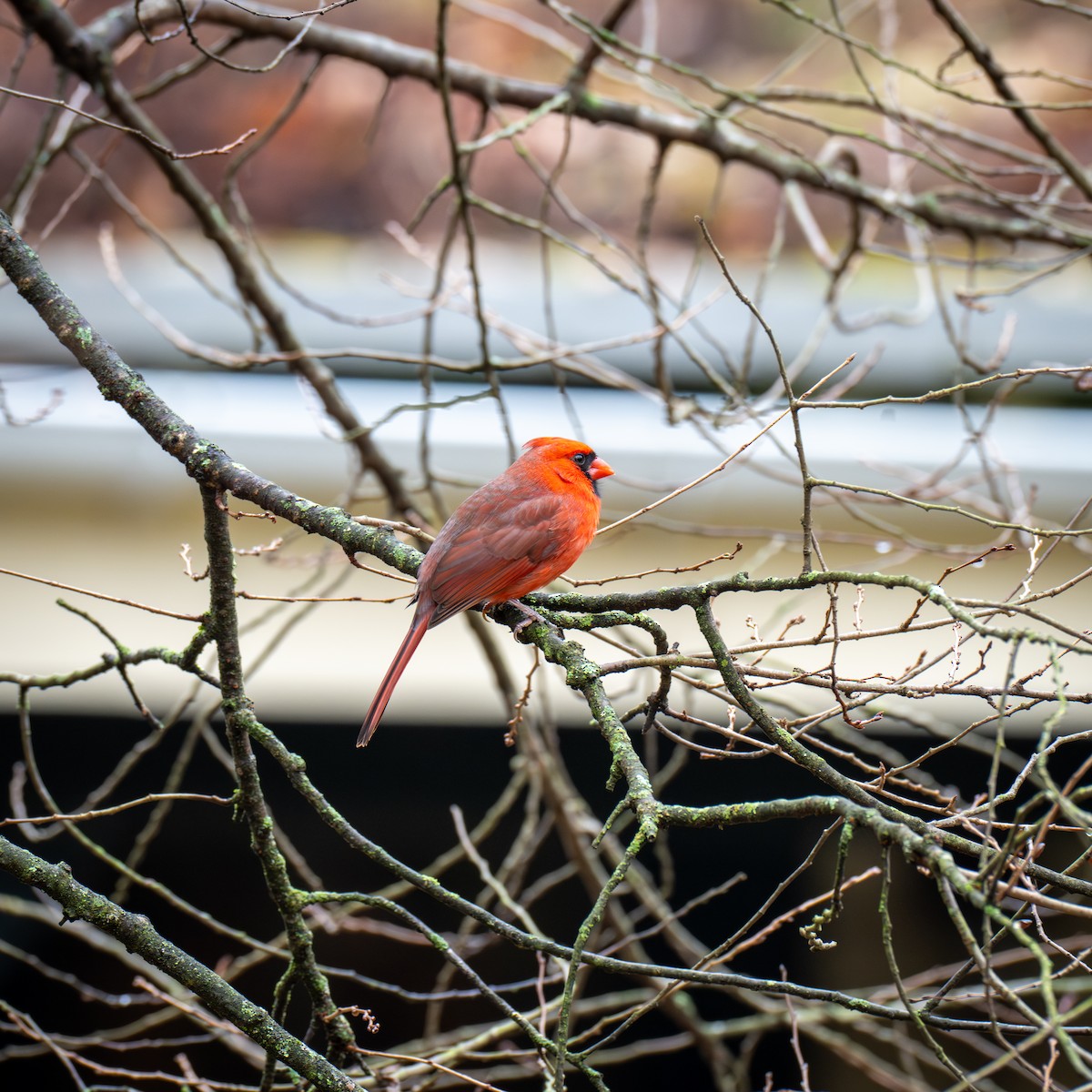 Northern Cardinal - ML645909747