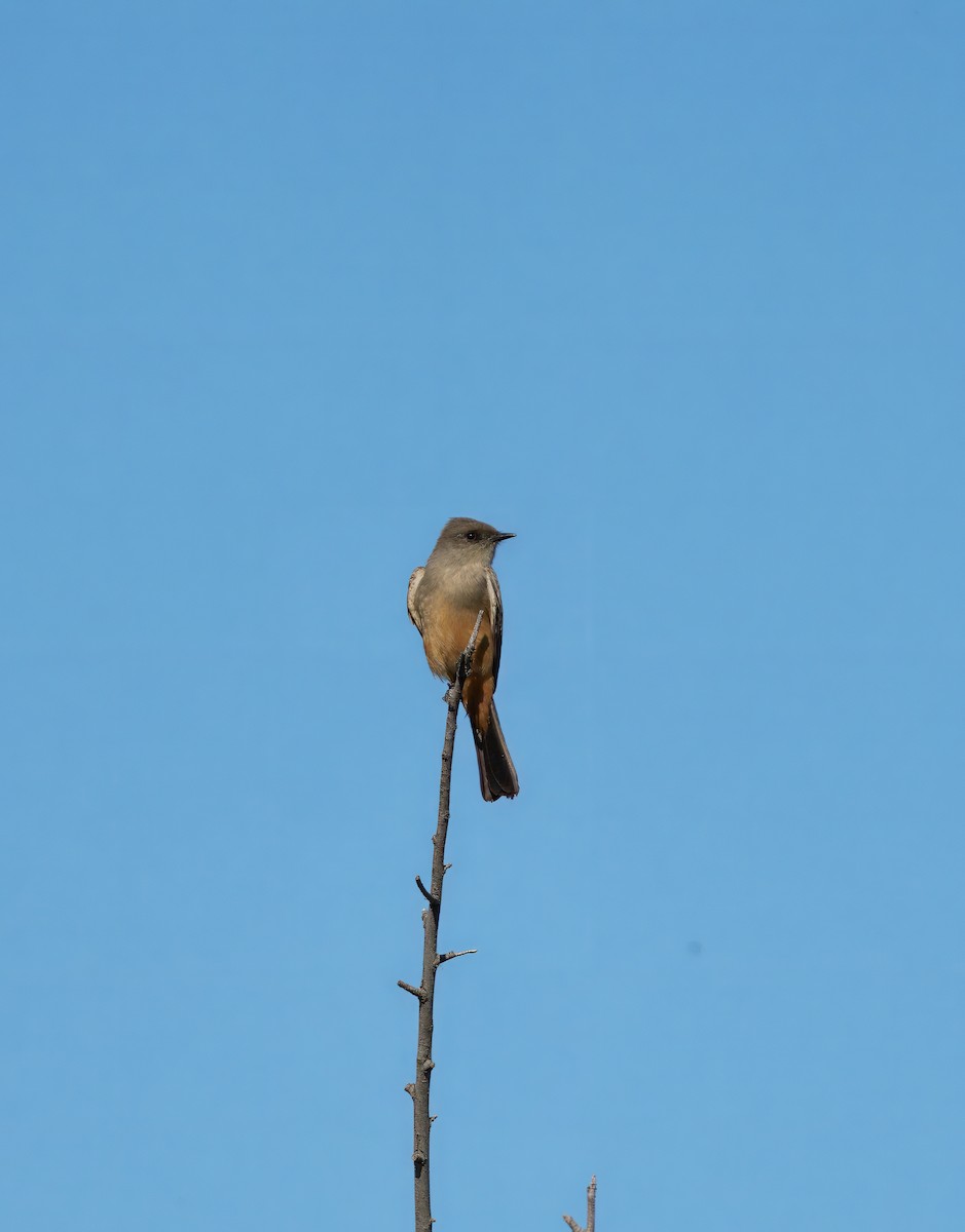 Say's Phoebe - ML645909758