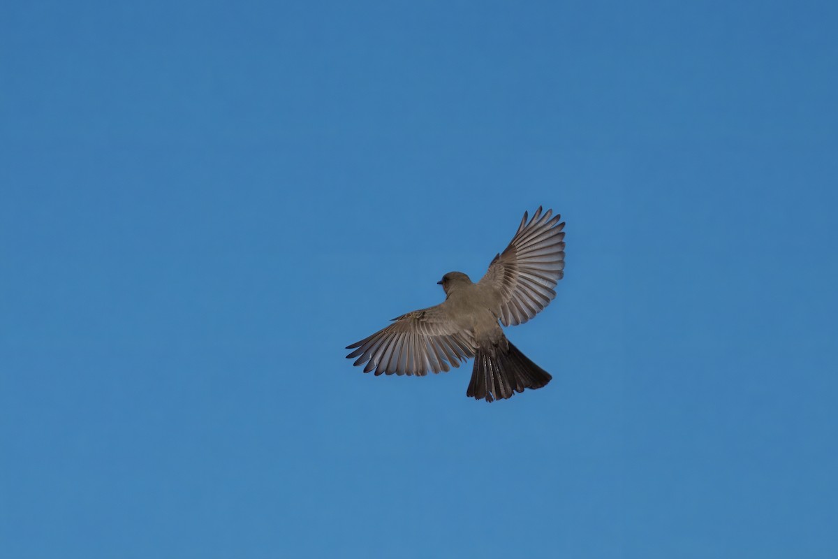 Say's Phoebe - ML645909759