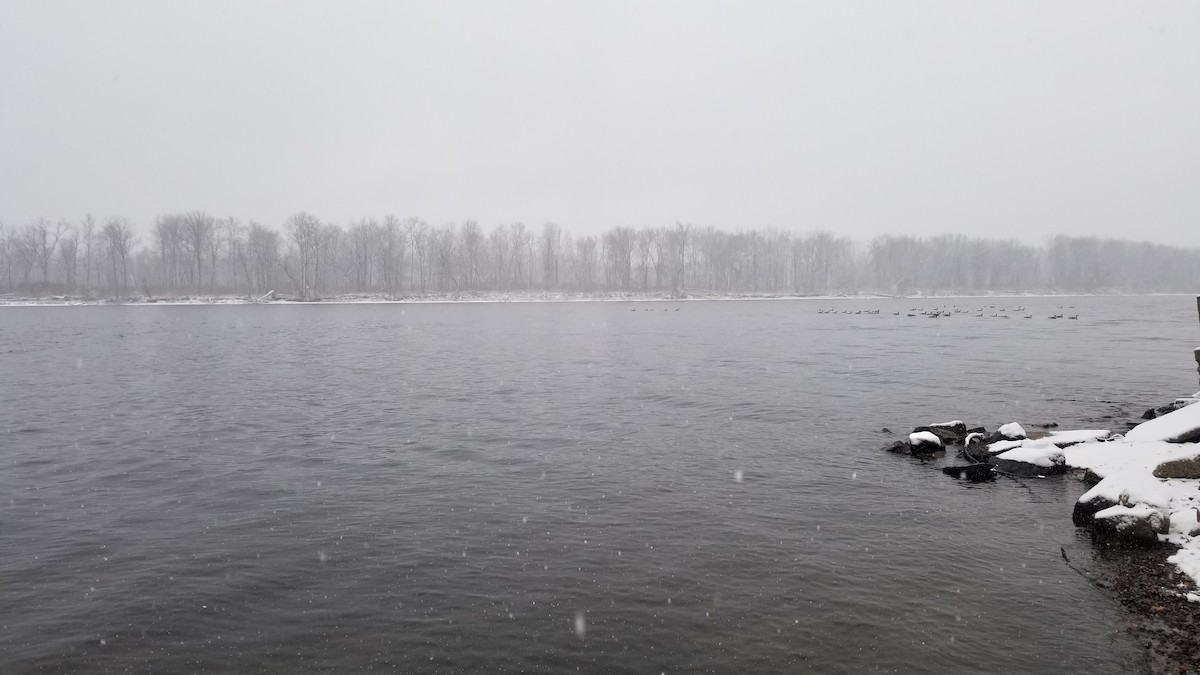 ברנטה קנדית - ML645909779