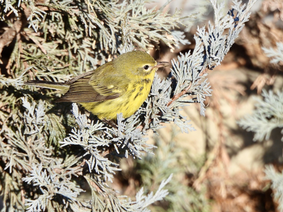 Prairie Warbler - ML645909789