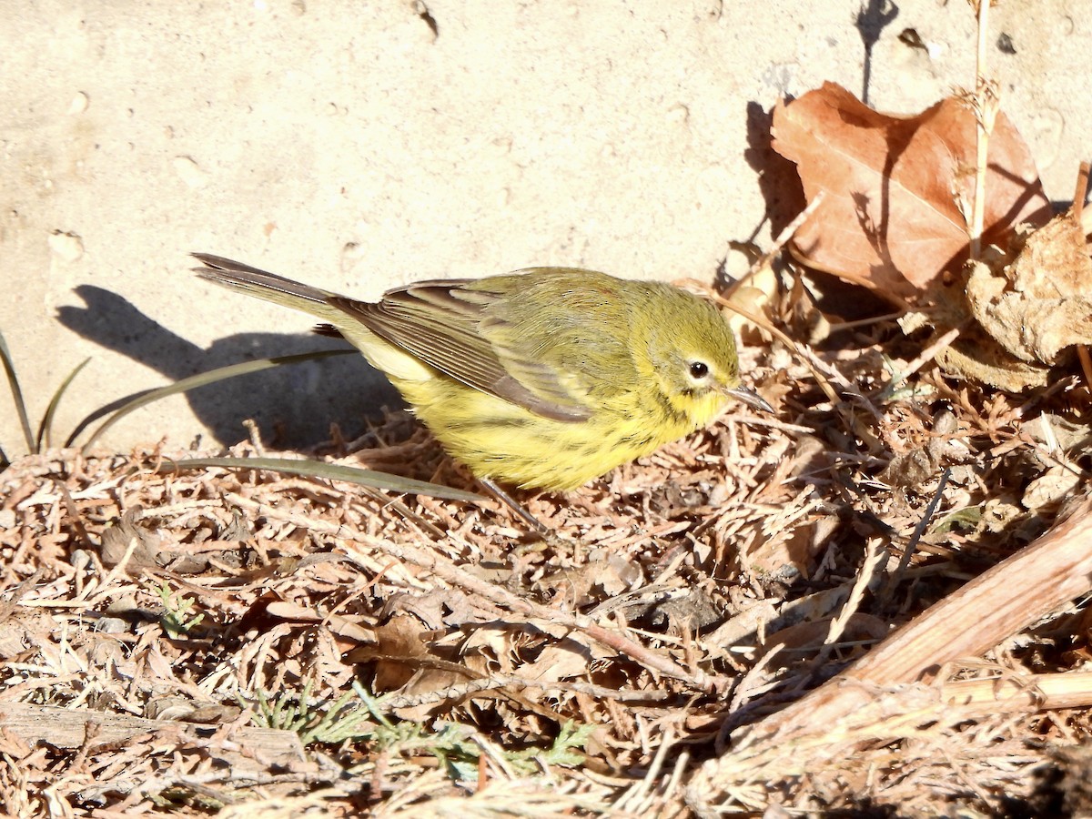 Prairie Warbler - ML645909790