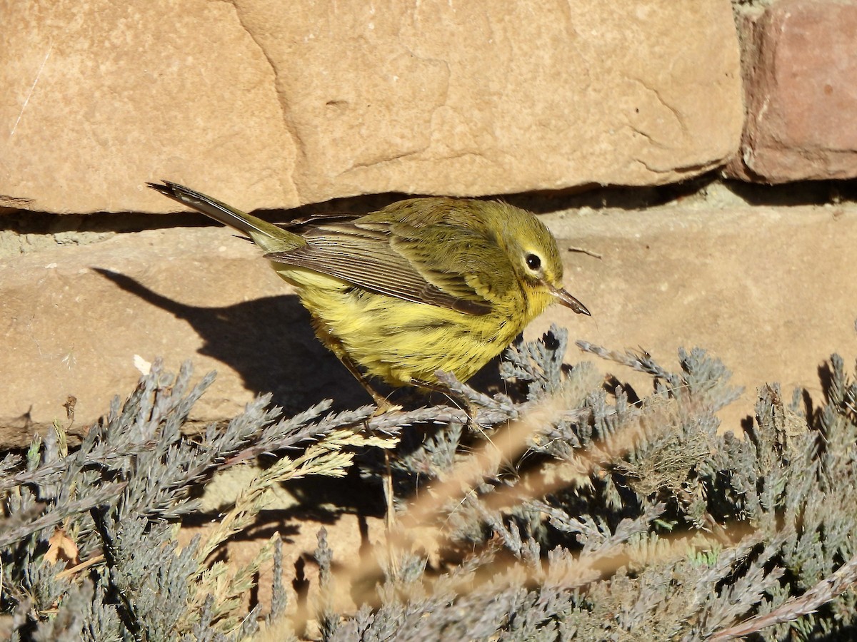 Prairie Warbler - ML645909791